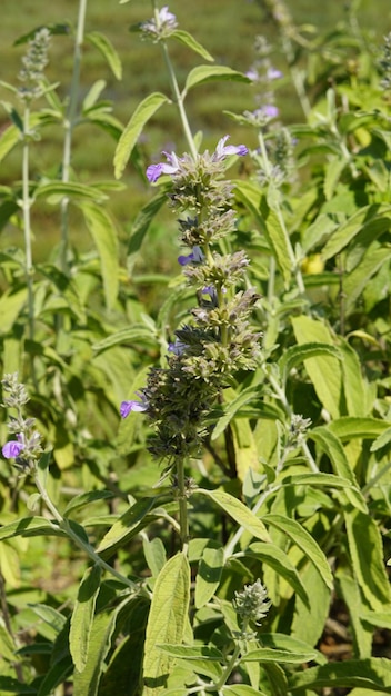 Anisomeles malabarica commonly known as Malabar catmint belonging to Lamiaceae family native to tropical and subtropical regions of India and Sri Lanka