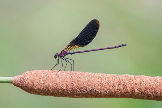 Anisoptera, of libellen, zijn een van de twee klassieke infraorders van de onderorde Epiprocta.