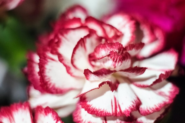 Anjer veelkleurige close-up Mooie bloem in een boeket