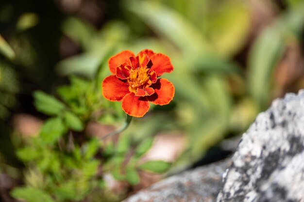 Anjerbloem die in de tuin bloeien.