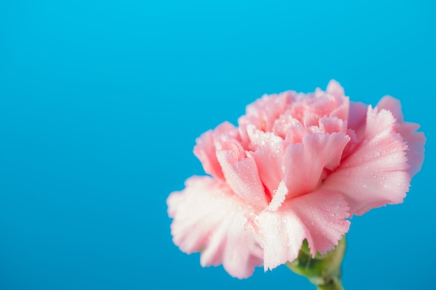 Anjerbloemen op blauwe achtergrond, Moederdagconcept