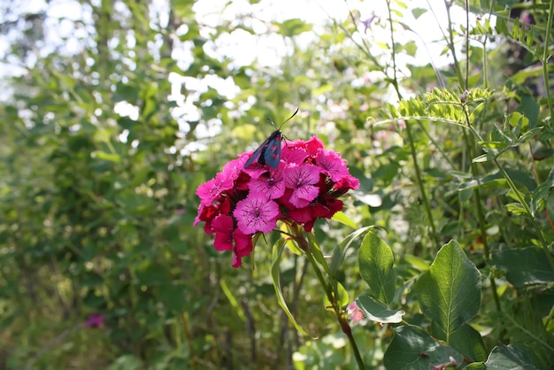 Anjers bloeien in de zon. De zes-spot burnet Zygaena filipendulae - een dagvliegende mot.