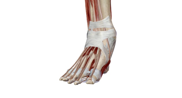 Foto la caviglia comprende l'articolazione della caviglia, un'articulazione tra la tibia e il fibula della gamba e il talus del piede