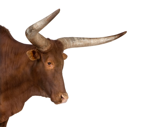 Photo ankole-watusi on a white isolated