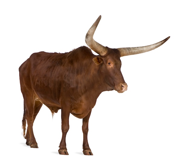 Ankole-Watusi on a white isolated