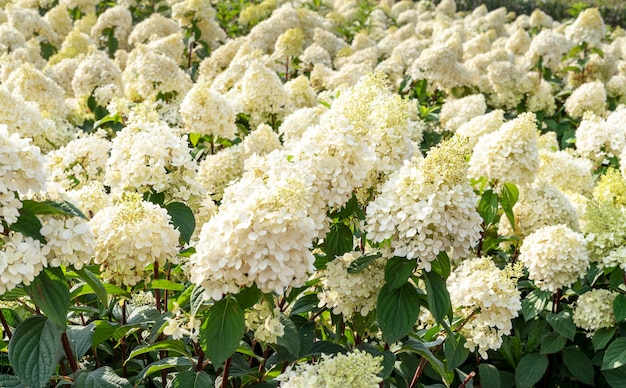 Annabelle Hydrangea white flowers Hydrangea macrophylla blooms close up bushes blossoms gardening