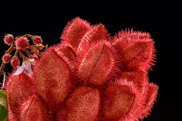 Grappolo di annatto (urucum), i suoi semi sono usati come colorante alimentare naturale, fotografato in studio con uno sfondo neutro.