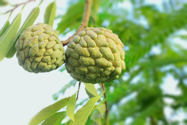 정원에 있는 Annona squamosa.