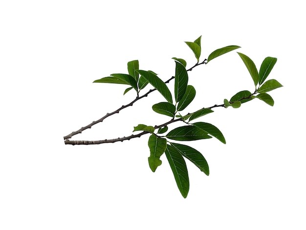 Annona squamosa or Sugar apple leaf on white background