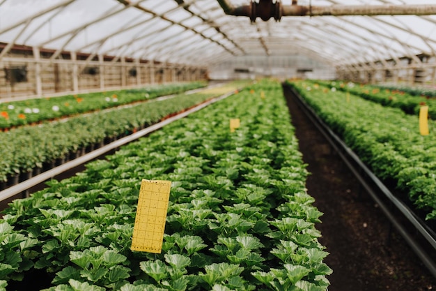 Annual flower seedlings in the modern greenhouse in spring