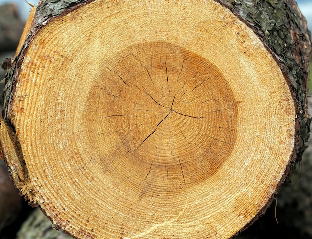 Годовые кольца на пиленом стволе дерева, оставшиеся после рубки леса в Восточной Европе