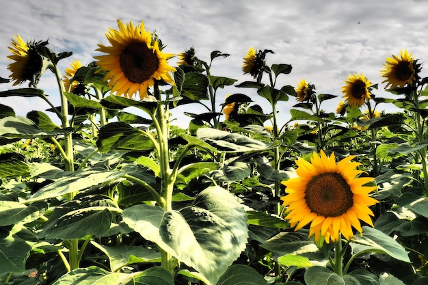 Annual sunflower and tuberous sunflower. Agricultural field. Dramatic stormy sky with clouds