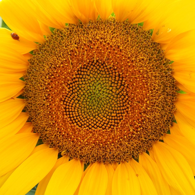 Annual sunflower and tuberous sunflower. Blooming bud with yellow petals.