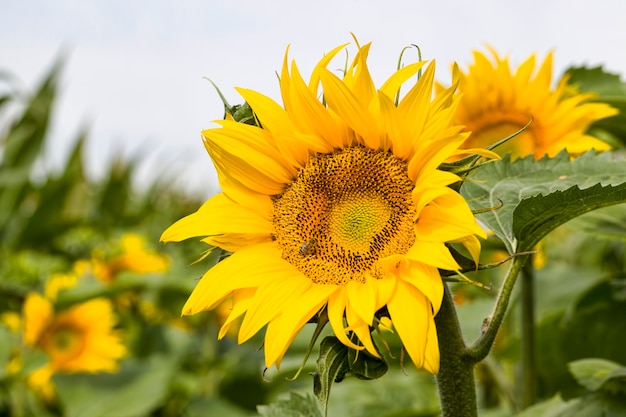 Annual sunflower with yellow petals on an agricultural field, close-up of Sunny flowers