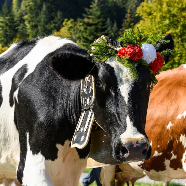 Annual transhumance