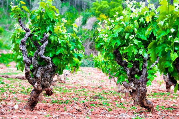 Anoia vineyards, Barcelona in the month of May.