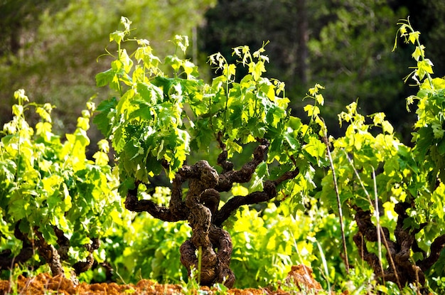 Anoia vineyards, Barcelona in the month of May.