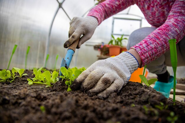 Anonieme tuinman plant jonge planten in de kas