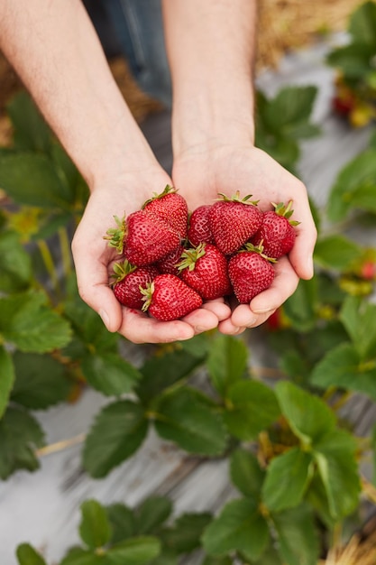 Anonymous gardener showing bunch of ripe strawberries