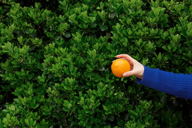 Anonymous woman holding fresh orange