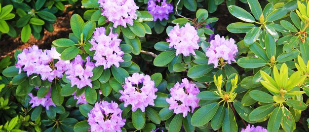 Anorama met paarse rodendrons in de botanische tuin in de zomer