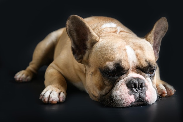 Un bulldog francese anoressico sdraiato su uno sfondo nero