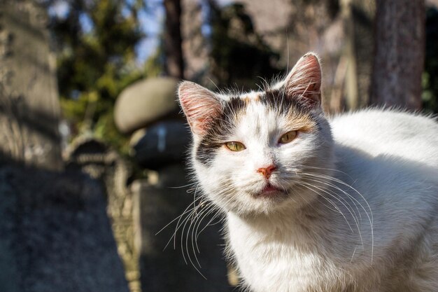 Another portrait of a homeless street cat