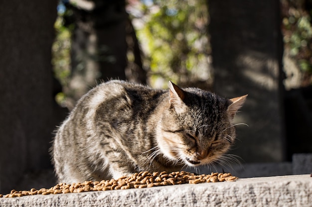 Another portrait of the homeless street cat