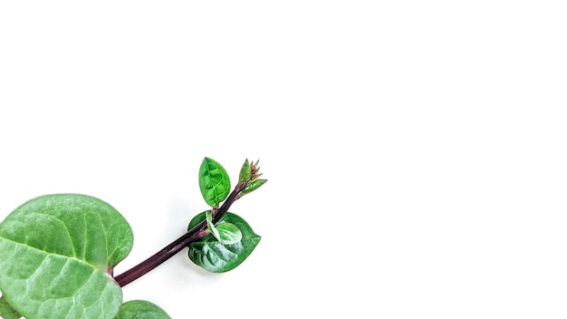 Anredera cordifolia leaf on white isolated background herbal plant