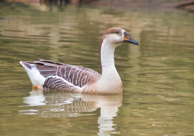 Photo anser bird the waterfowl genus anser includes the grey geese and the white geese it belongs to the true geese and swan subfamily