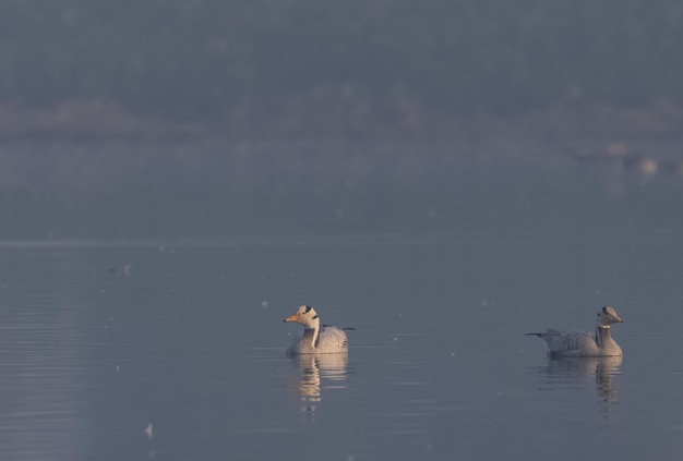 Foto anser indicus, een trekvogel in india