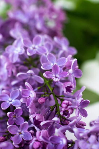 Ansichtkaart met paarse seringen Prachtige lentebloemen