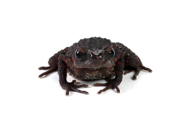 Photo ansonia spinulifer toad closeup from side view on white background