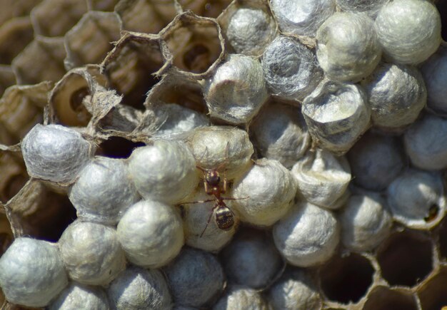 Photo ant on the abandoned hornets nest