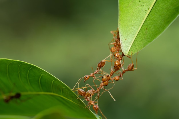 Foto ant actie staande. ant bridge unity team, concept team werken samen