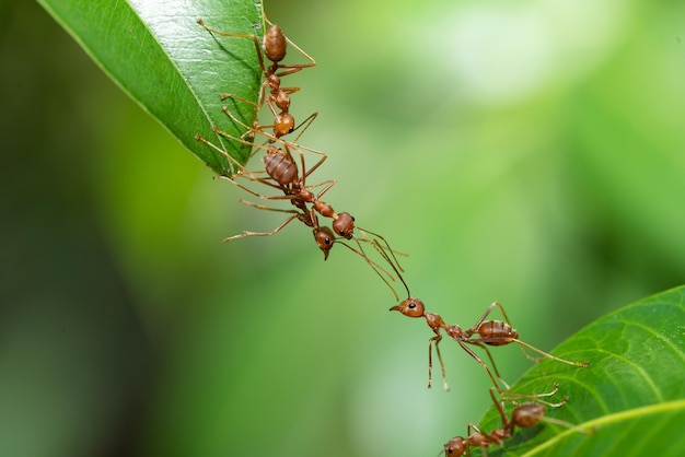 Photo ant action standing. ant bridge unity team, concept team work together