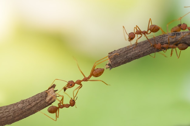In piedi di azione della formica