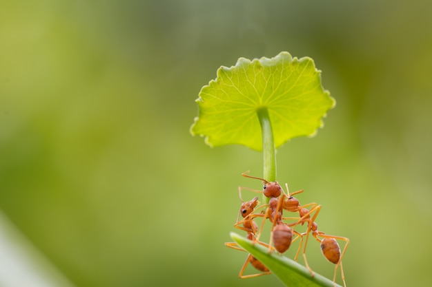 Ant action standing.Ant carry umbrella for protection