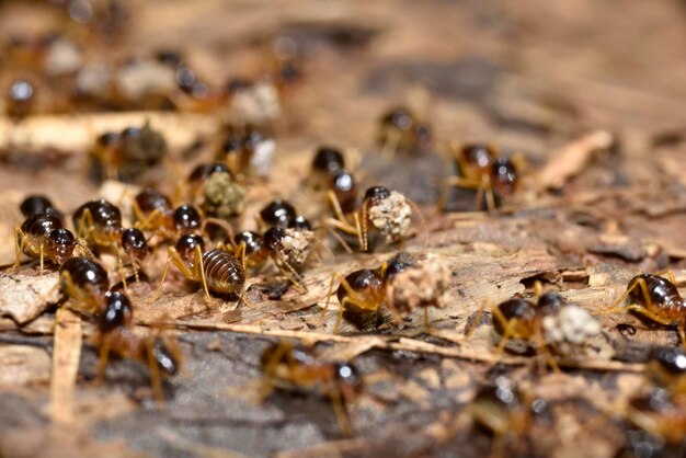 Ant Army Is Marching For Food