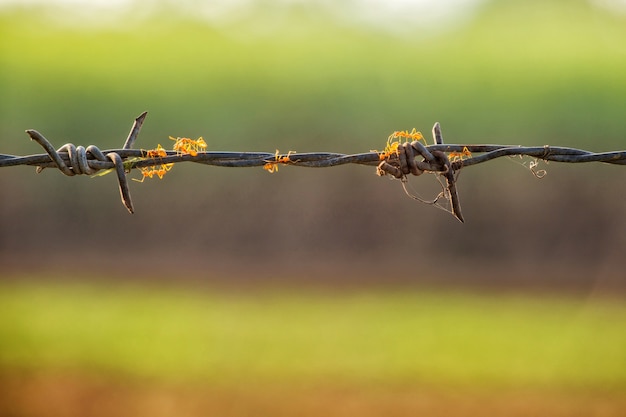 Photo ant on barbed wire with green background at sunrise