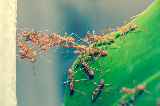 Ant-brugeenheid