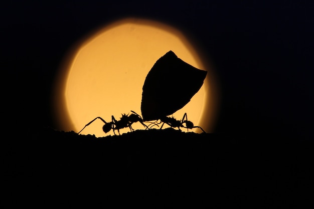 Ant carrying leaves at sunset.