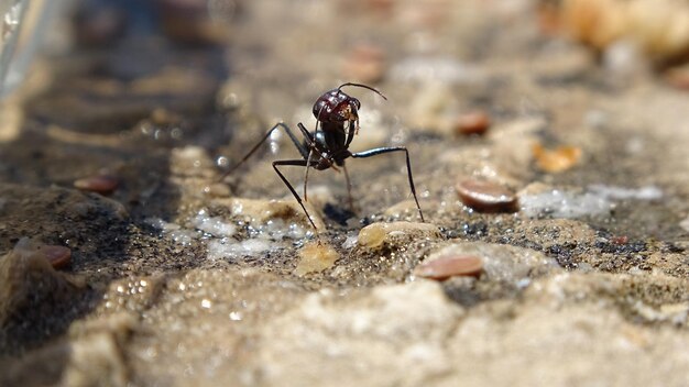 Ant cleaning herself after eating