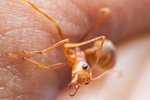 Ant close-up bij de hand.