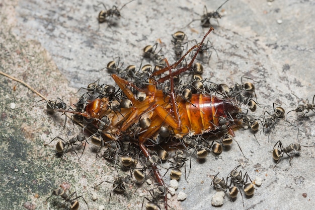 개미 식민지는 바퀴벌레를 먹는다.