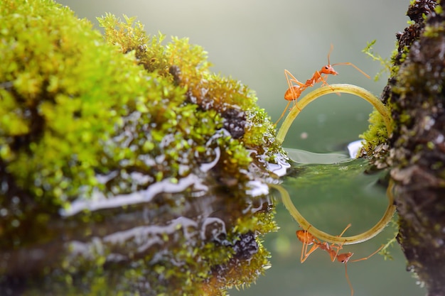 Ant crossing  on water