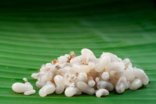 ant eggs on green banana leafselective focus pointmacro