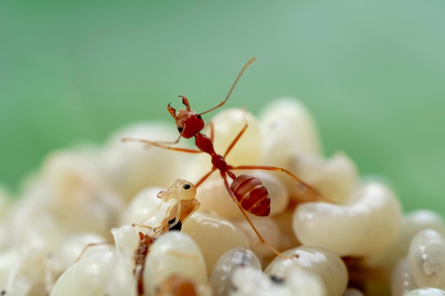 ant eggs on green banana leafselective focus pointmacro