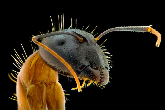 Macro faccia di formica