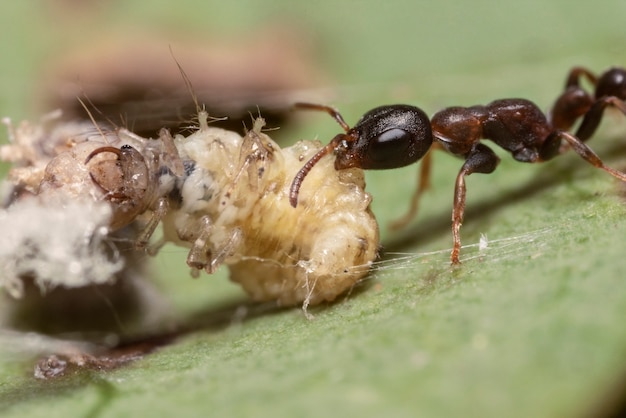 Formica che si alimenta su una larva, fotografia macro